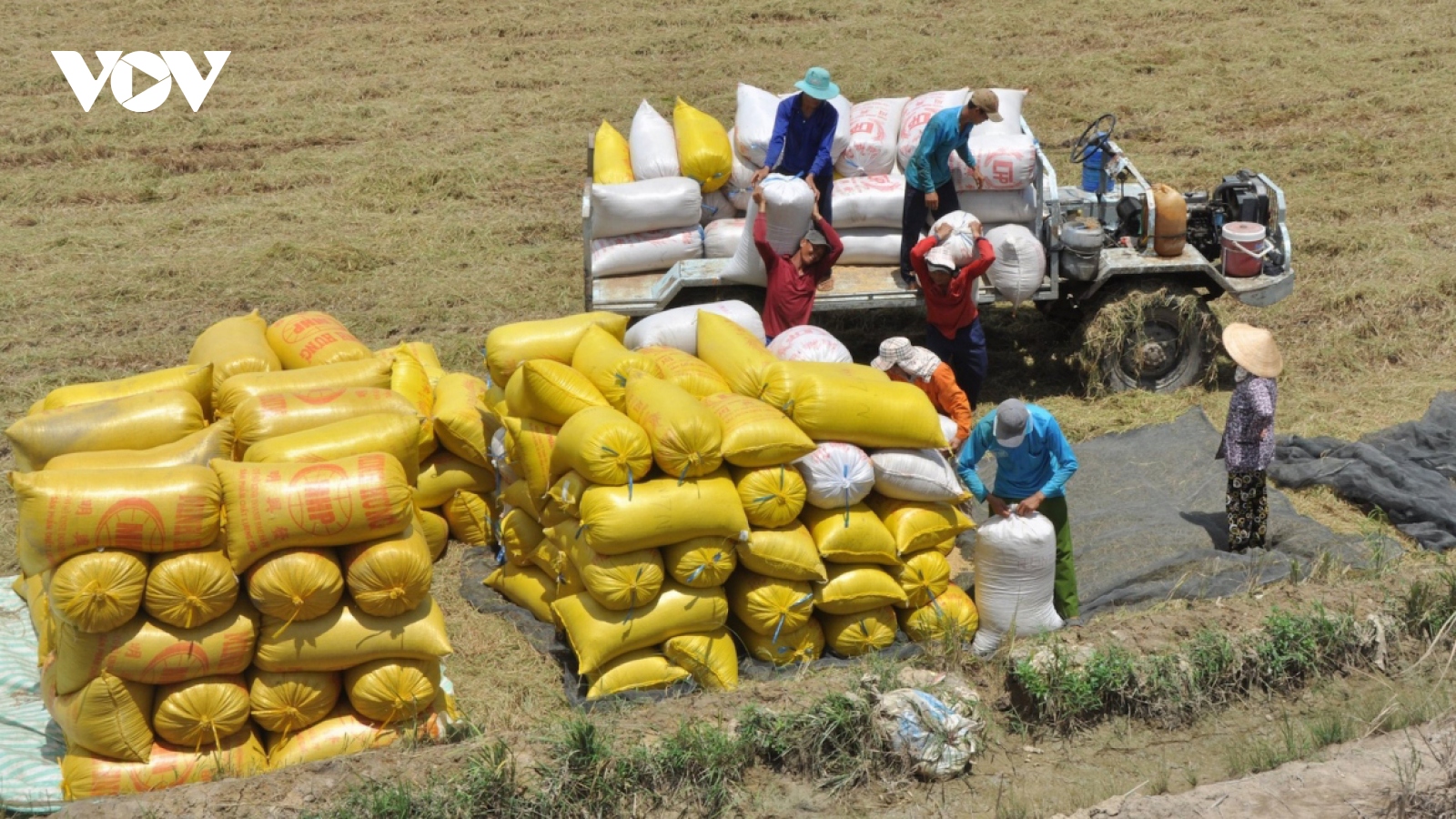 Positive signs anticipated for rice exports in 2024